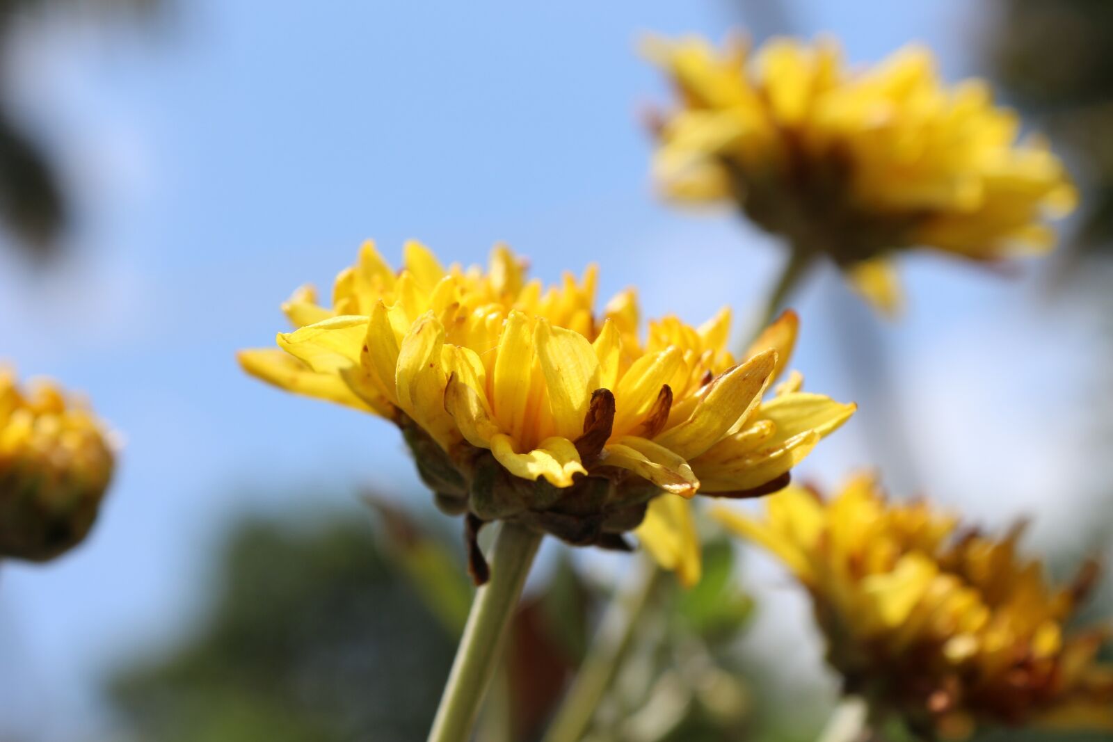 Canon EOS 700D (EOS Rebel T5i / EOS Kiss X7i) sample photo. Nature, flower, yellow photography