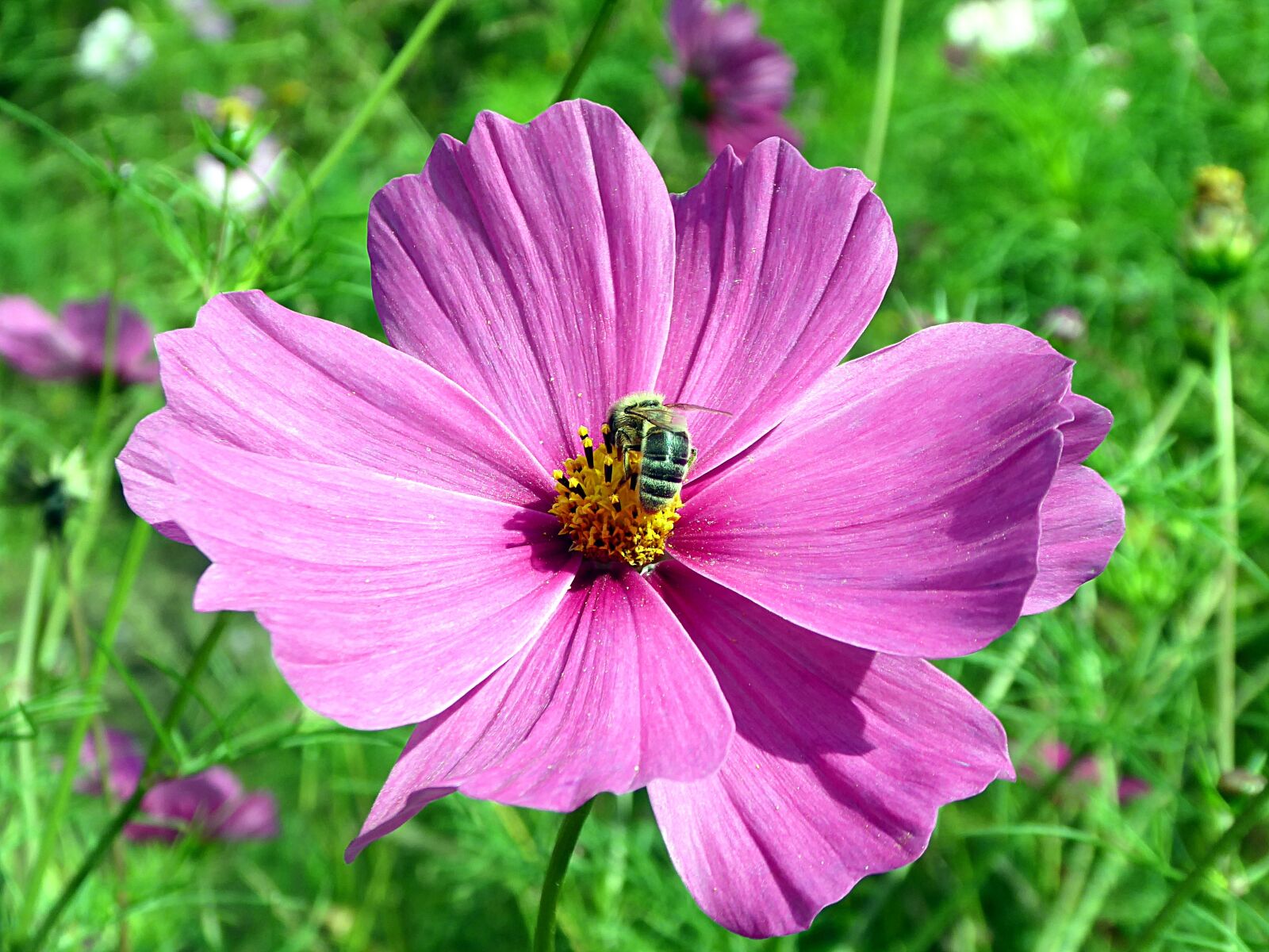Panasonic Lumix DMC-ZS50 (Lumix DMC-TZ70) sample photo. Cosmos, flower, pink photography