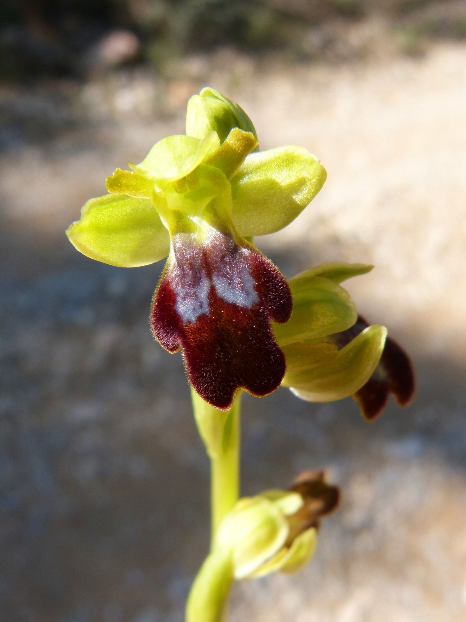 Panasonic DMC-FZ62 sample photo. Ophrys fusca, orchid, apiary photography