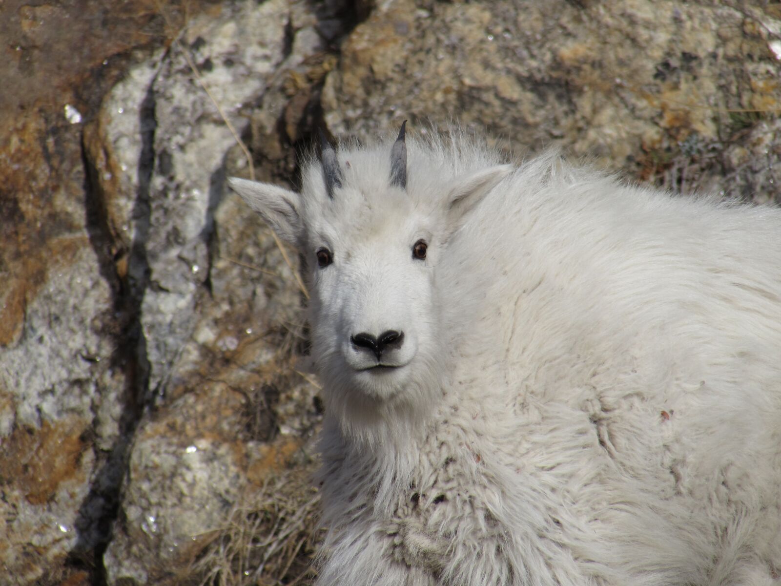Canon PowerShot SX510 HS sample photo. Wildlife, mountain, resilience photography
