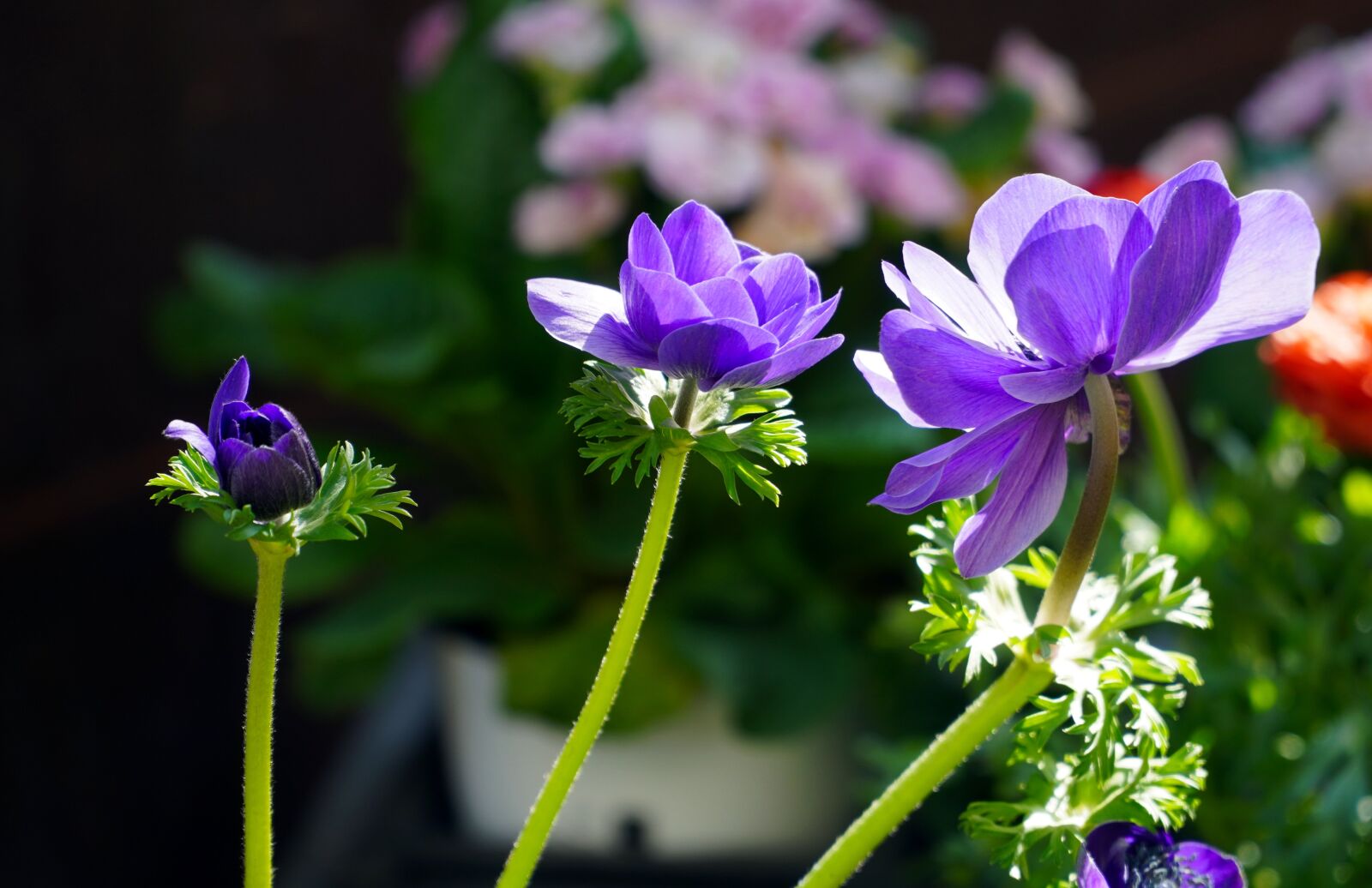 Sony E PZ 18-105mm F4 G OSS sample photo. Flower, blue, blossom photography