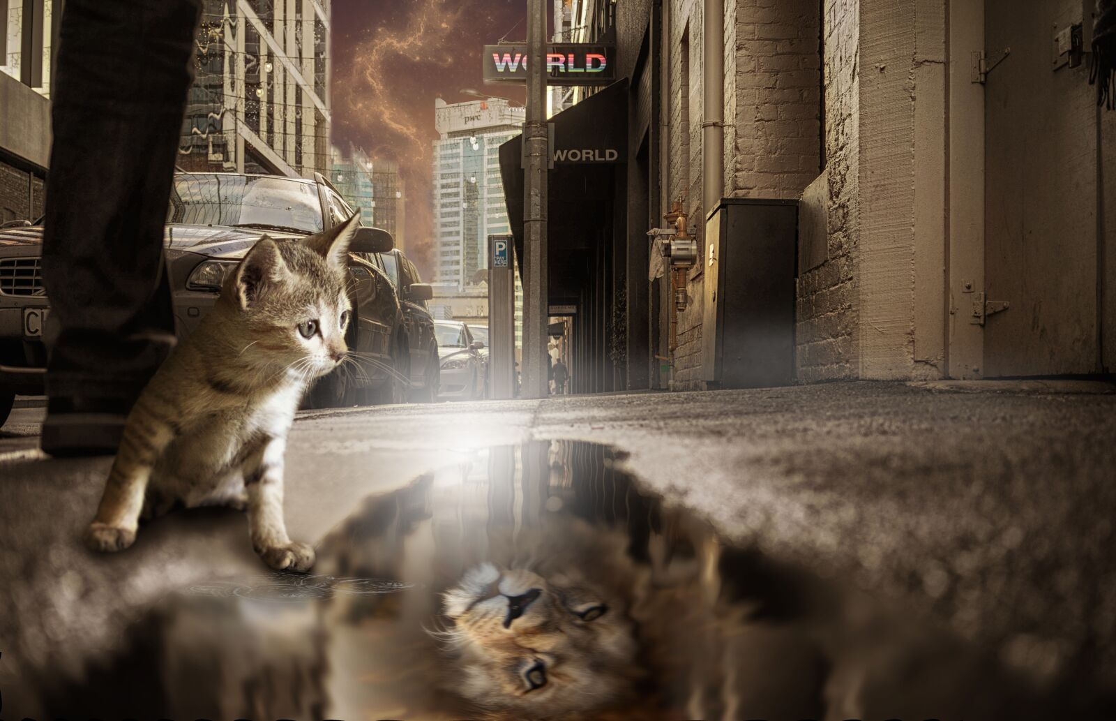 Sony a7R + Sony Sonnar T* FE 35mm F2.8 ZA sample photo. Lion, cat, mirror image photography