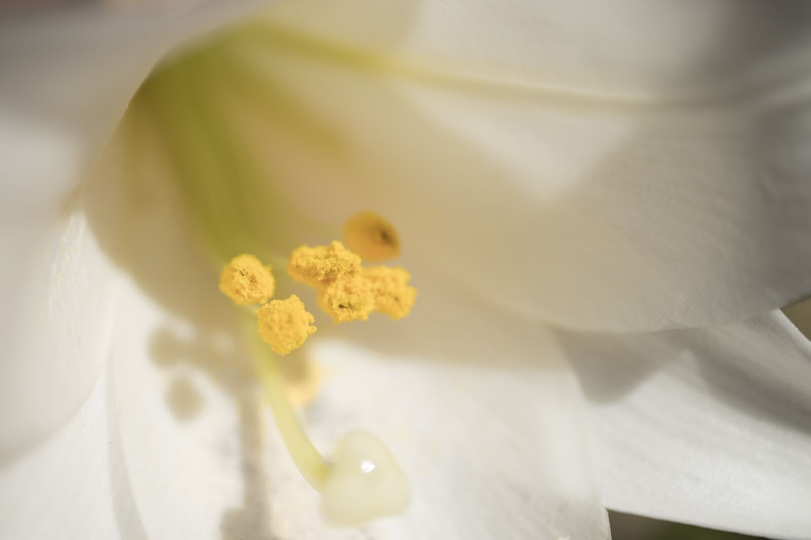 Canon EOS 200D (EOS Rebel SL2 / EOS Kiss X9) sample photo. White, amaryllis, stamen photography