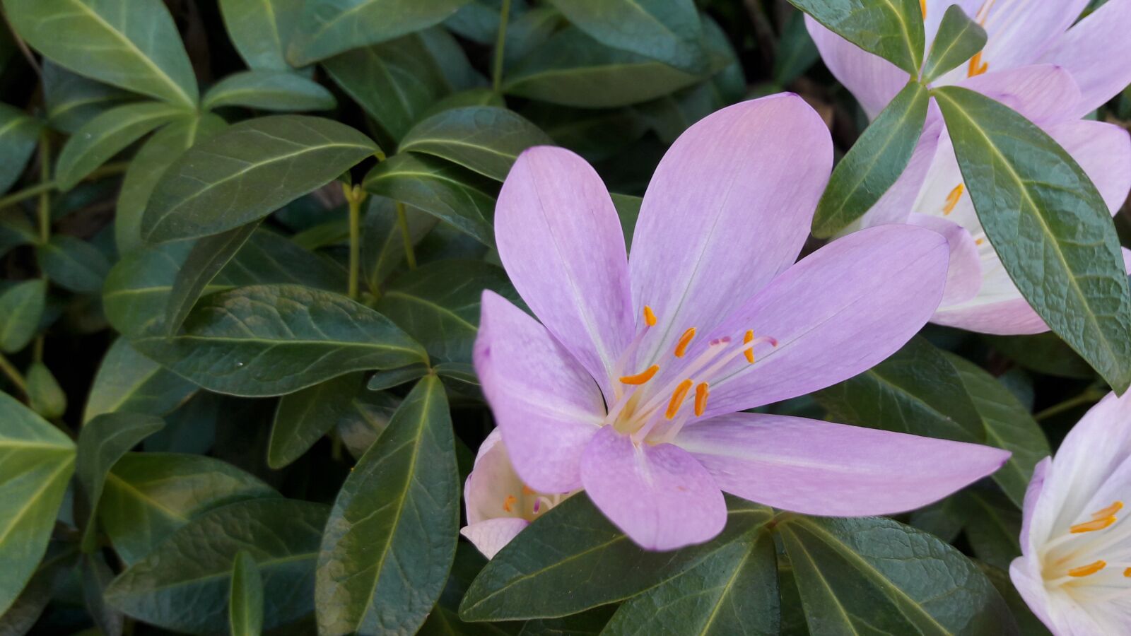 Samsung Galaxy A5(2016) sample photo. Autumn crocus, autumn photography