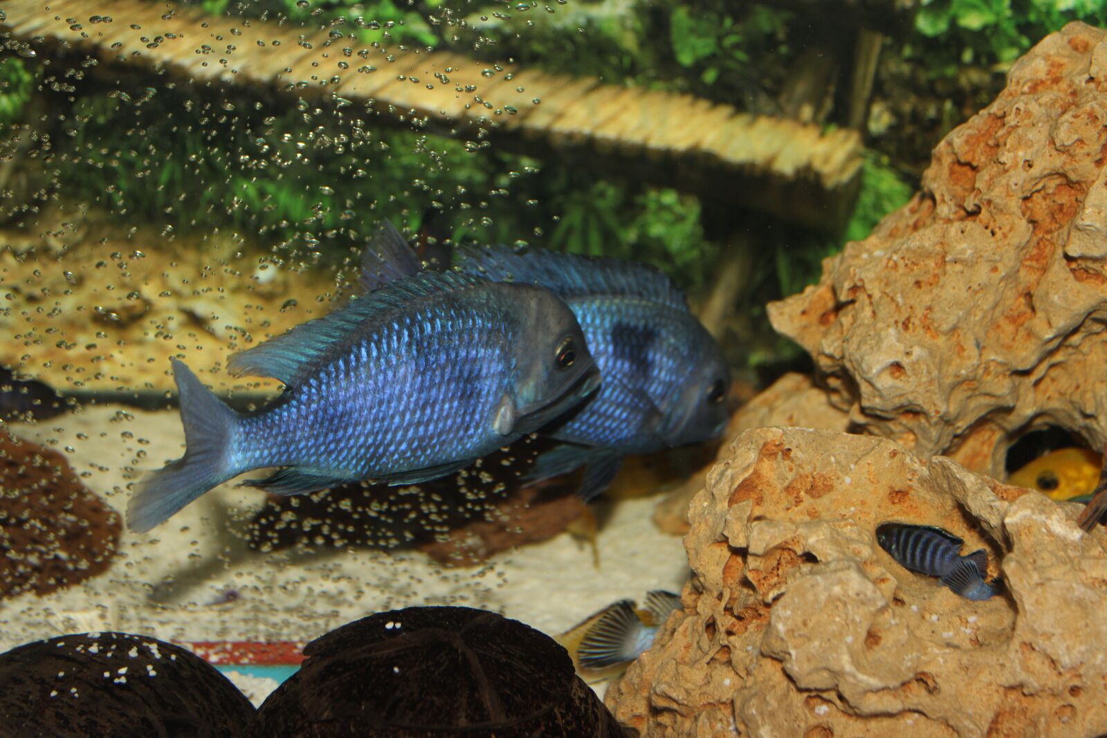 Canon EOS 600D (Rebel EOS T3i / EOS Kiss X5) sample photo. Aquarium, fish, chiclet fish photography
