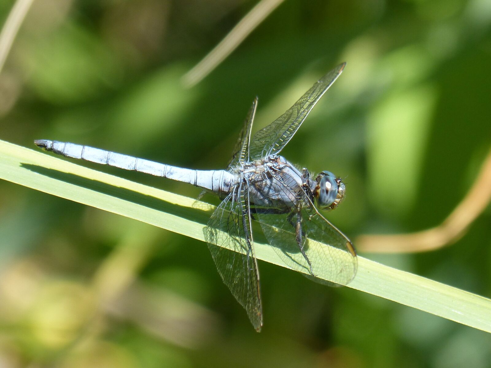 Panasonic DMC-FZ62 sample photo. Blue dragonfly, dragonfly, leaf photography