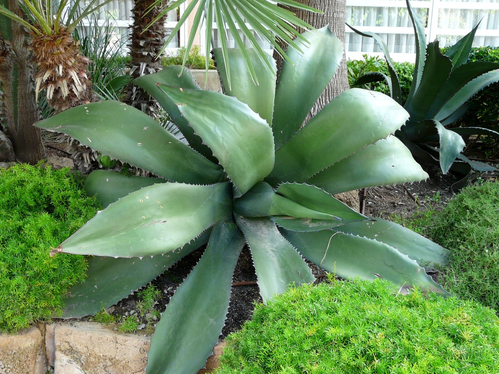 Panasonic DMC-FZ18 sample photo. Mallorca, aloe vera, enormous photography