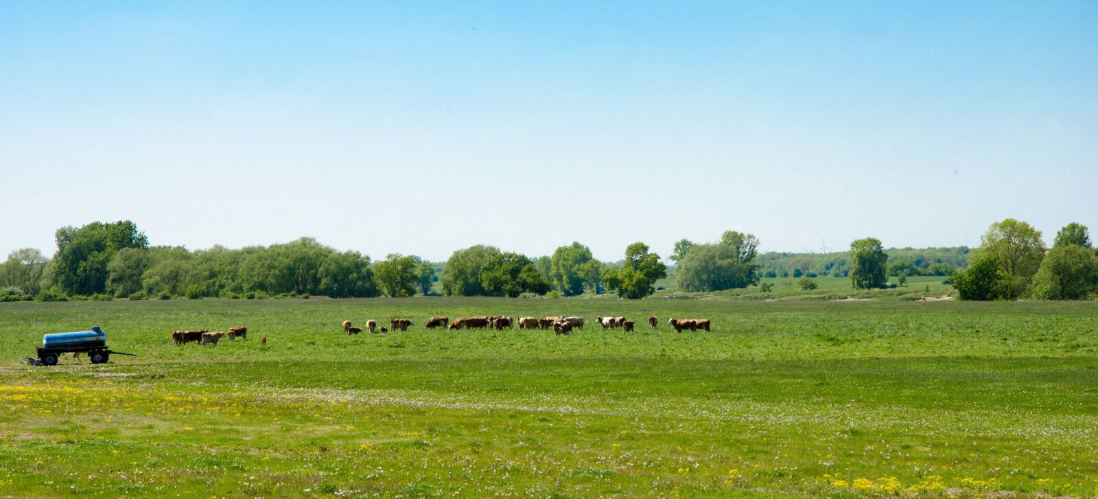 Nikon D5100 sample photo. Cows, cattle, pasture photography
