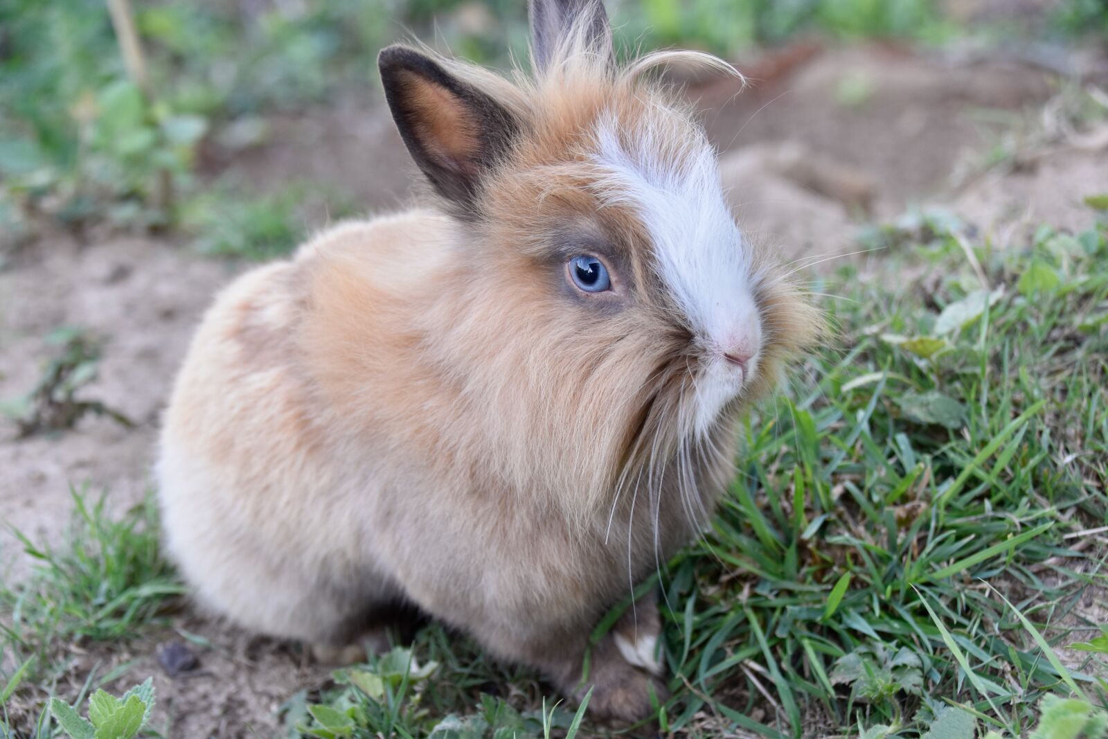 Nikon D5600 sample photo. Rabbit, dwarf rabbit, animal photography