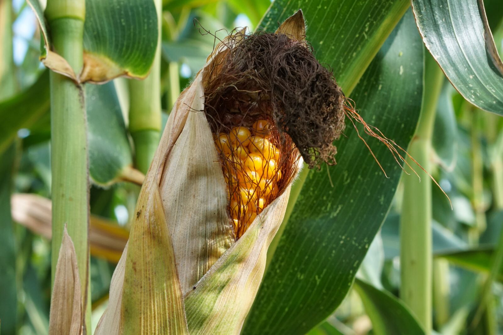 Sony a5100 + E 50mm F1.8 OSS sample photo. Corn, cornfield, corn on photography