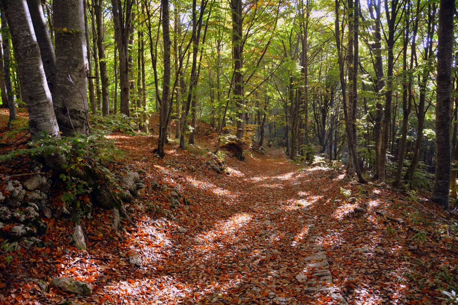 Nikon D7100 sample photo. Excursion, forest, autumn photography