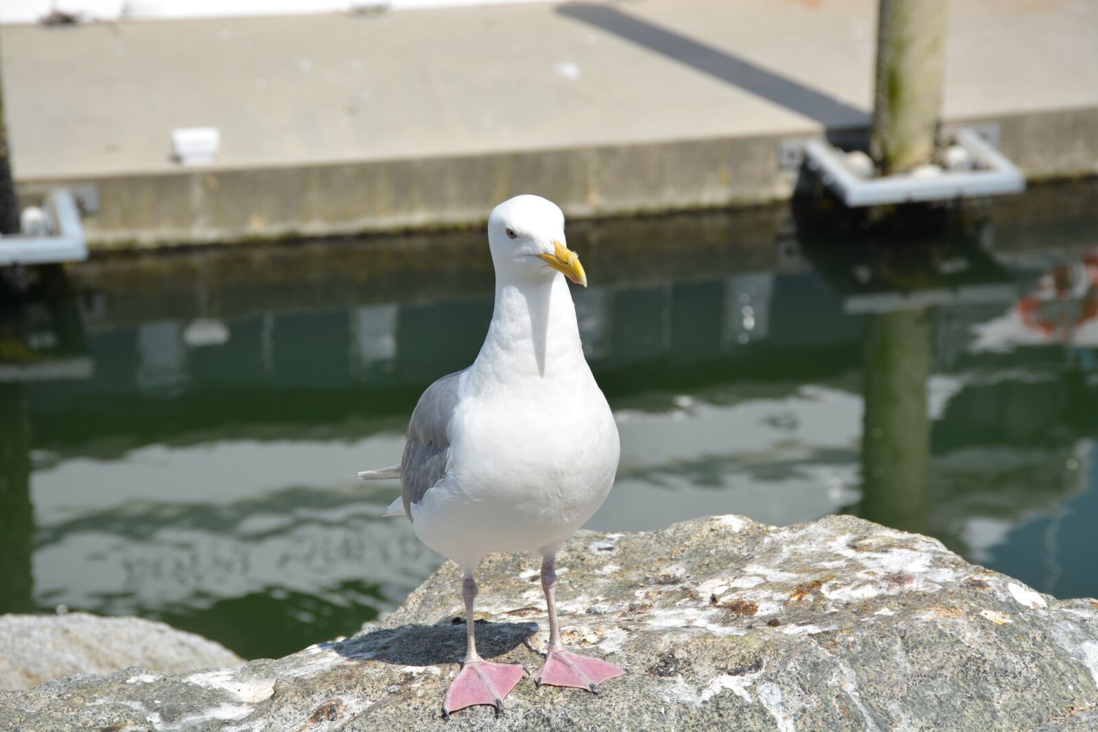 Nikon D5200 sample photo. Seagull, bird, sea photography
