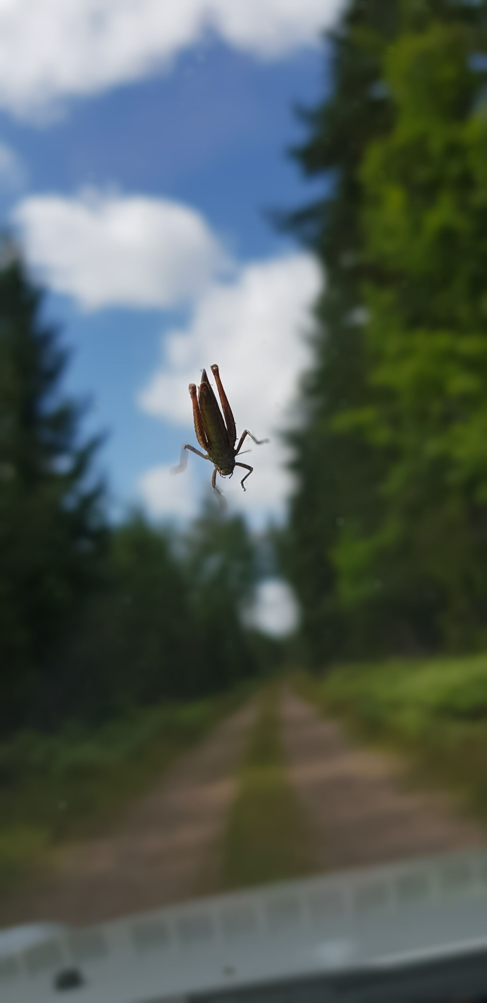 Samsung Galaxy S8 sample photo. Grasshopper, the, the front photography