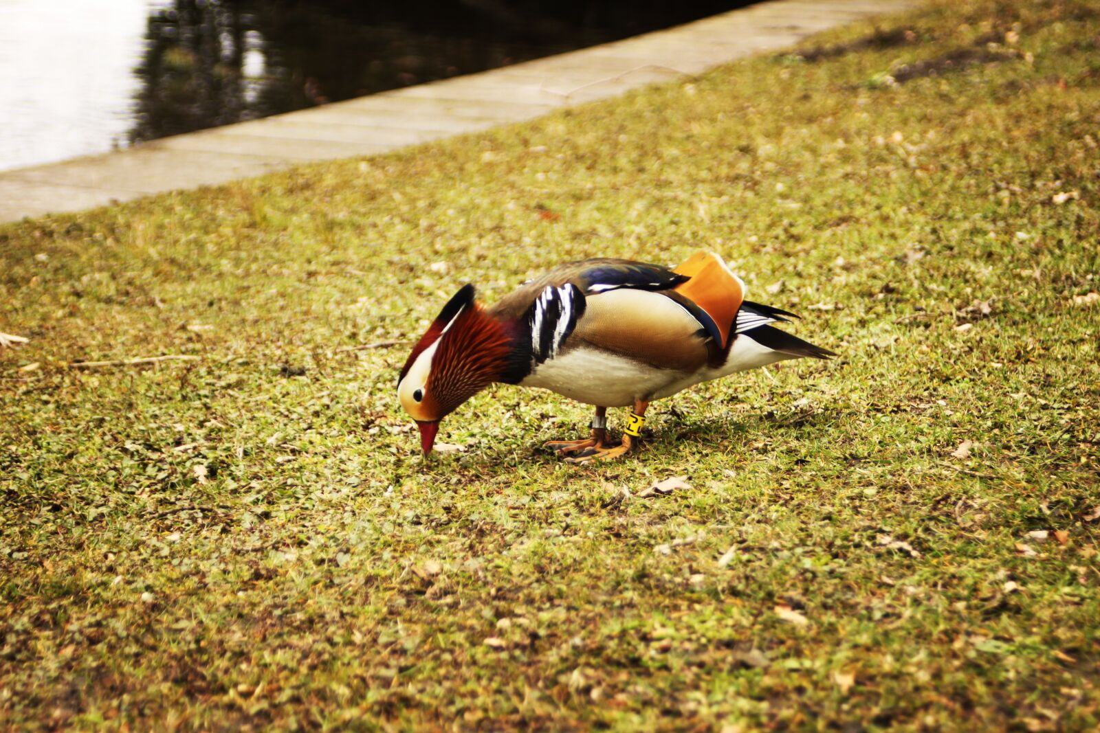 Canon EOS 500D (EOS Rebel T1i / EOS Kiss X3) sample photo. Duck, waterfront, park photography