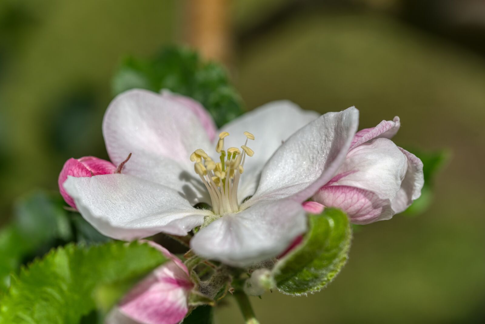 Nikon D750 sample photo. Apple blossom, close up photography