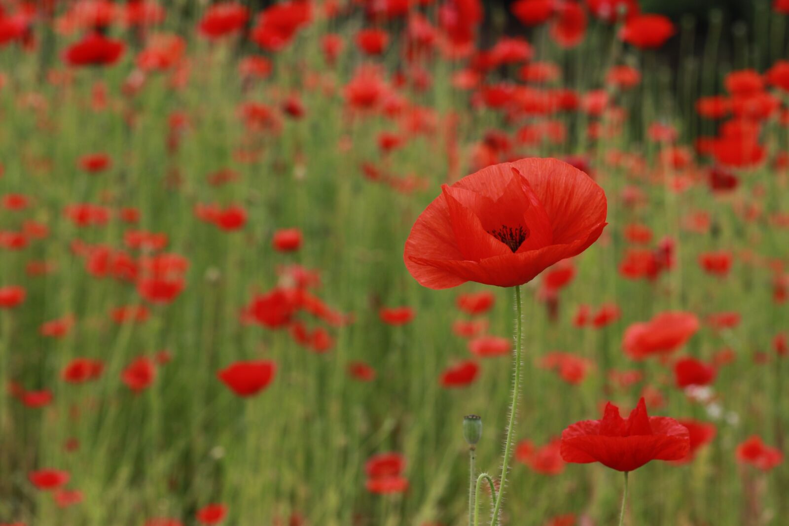 Canon EOS 500D (EOS Rebel T1i / EOS Kiss X3) sample photo. Papaverales, flowers, nature photography