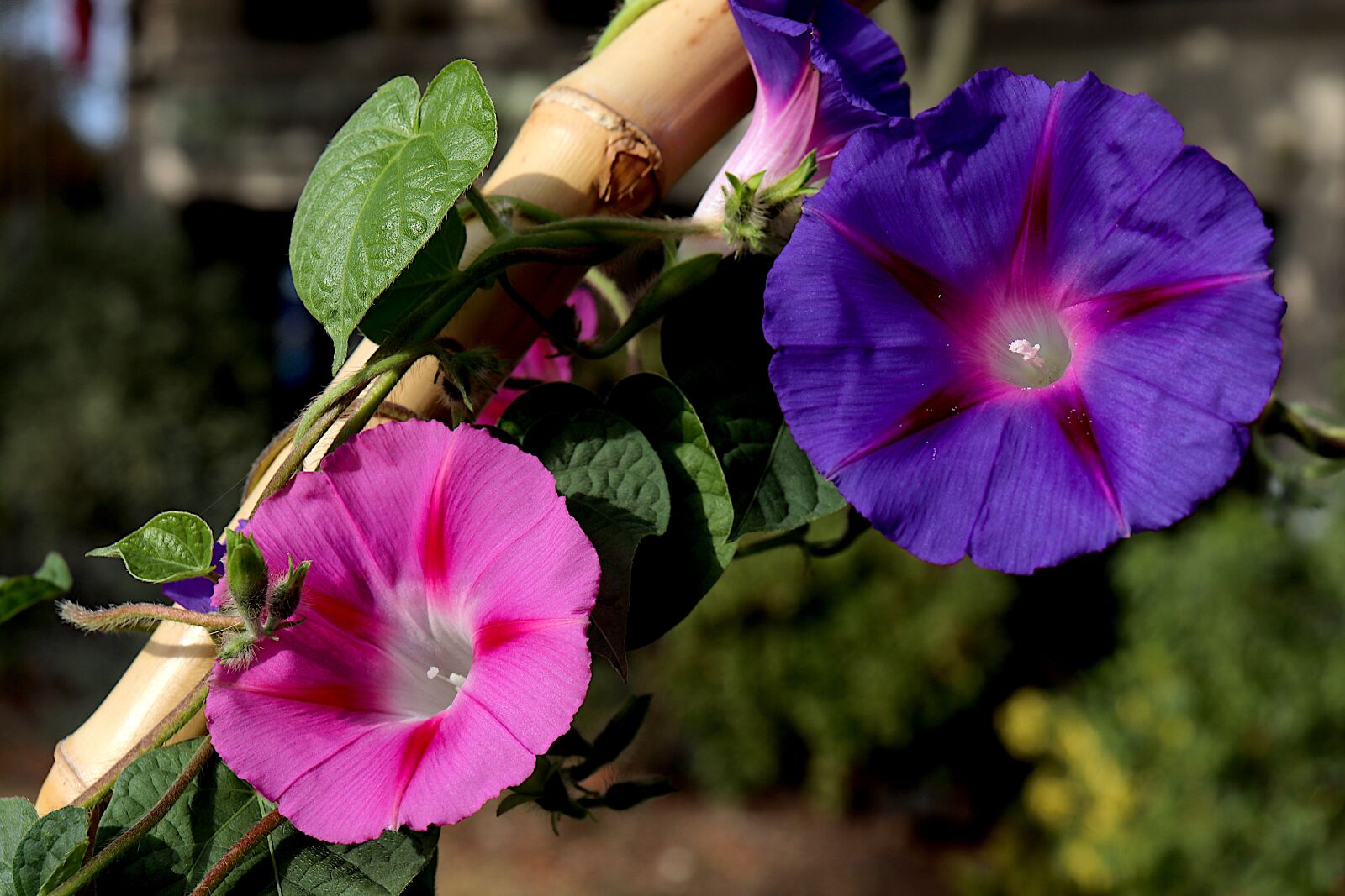 Canon EOS 800D (EOS Rebel T7i / EOS Kiss X9i) + Canon EF-S 18-55mm F4-5.6 IS STM sample photo. Morning glory, flowers, plants photography