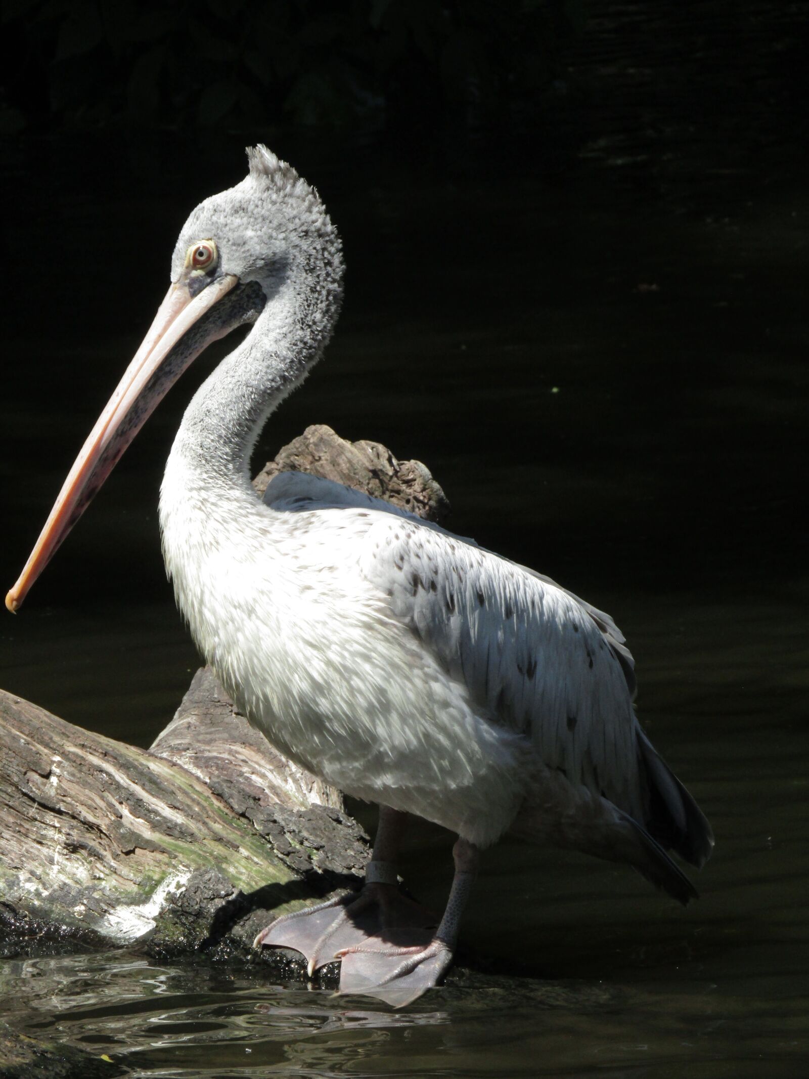 Canon PowerShot SX410 IS sample photo. Pelican, beak, zoo photography