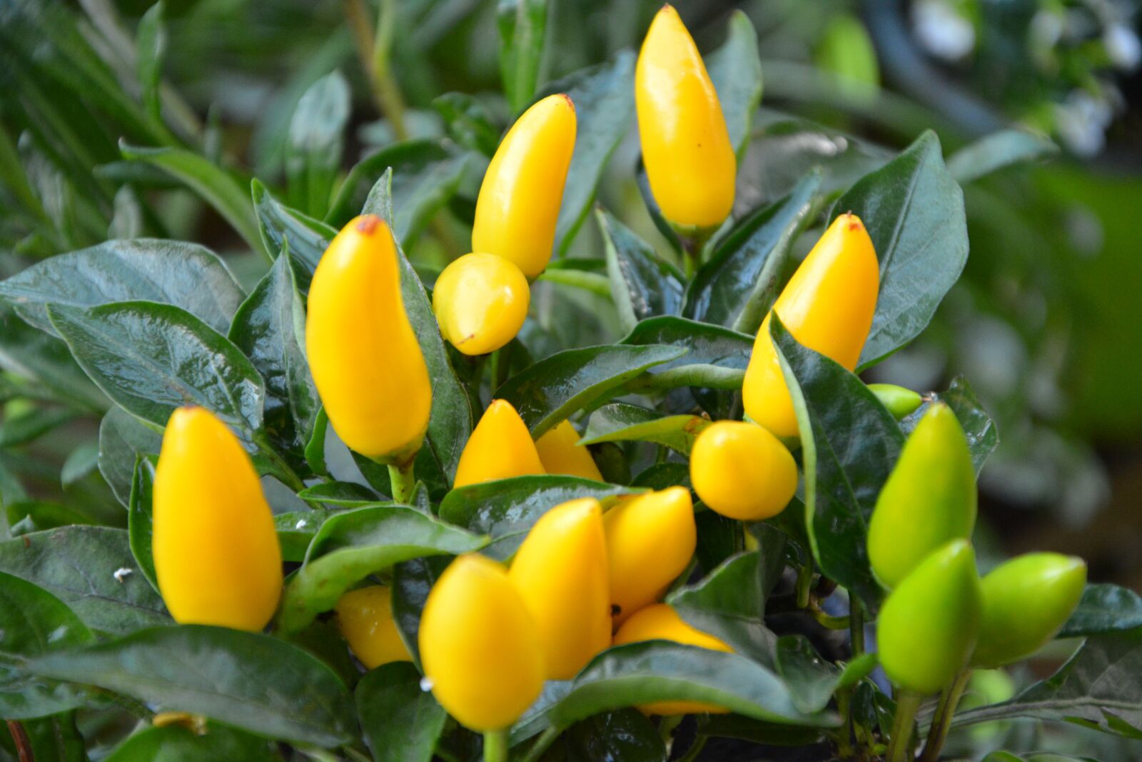 Nikon D5200 sample photo. Plants, plant, peppers photography