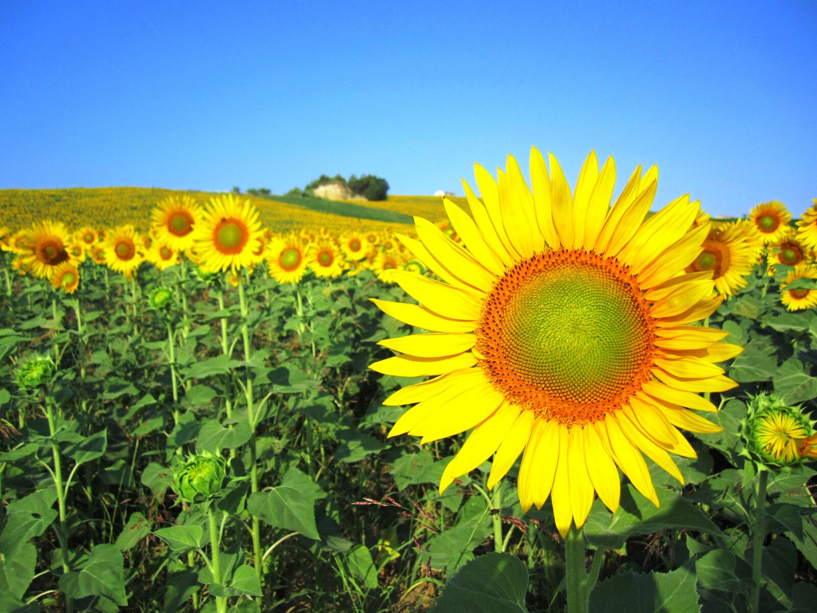 Canon PowerShot SD1400 IS (IXUS 130 / IXY 400F) sample photo. Summer, sunflowers, flowers photography