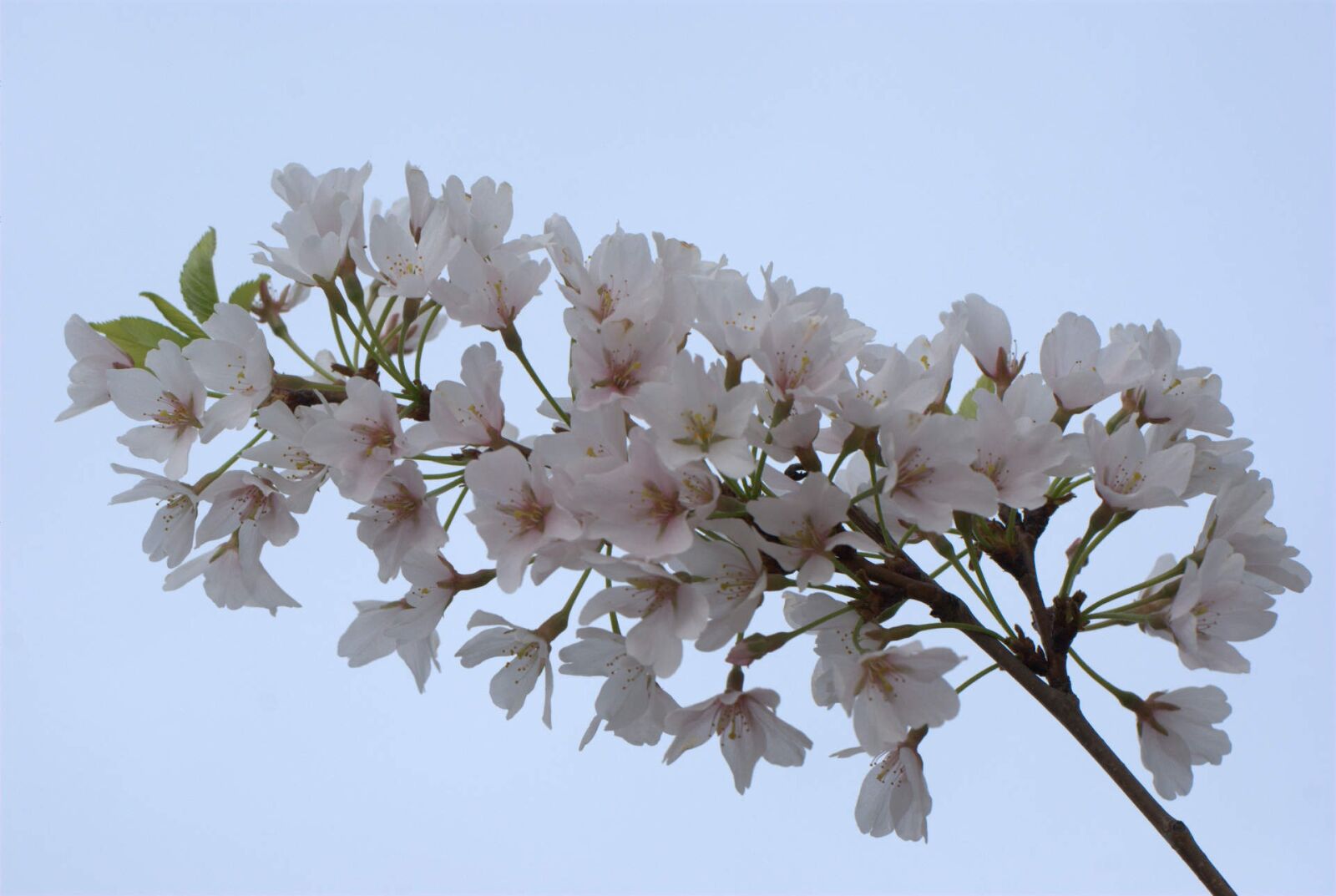 Nikon D60 sample photo. Cherry blossom, flower, cherry photography