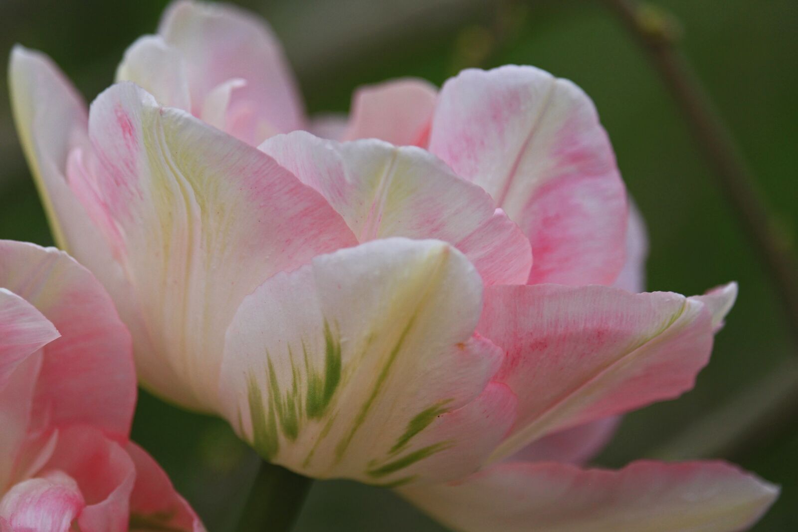 Canon EOS 700D (EOS Rebel T5i / EOS Kiss X7i) sample photo. Tulip, light pink tulip photography