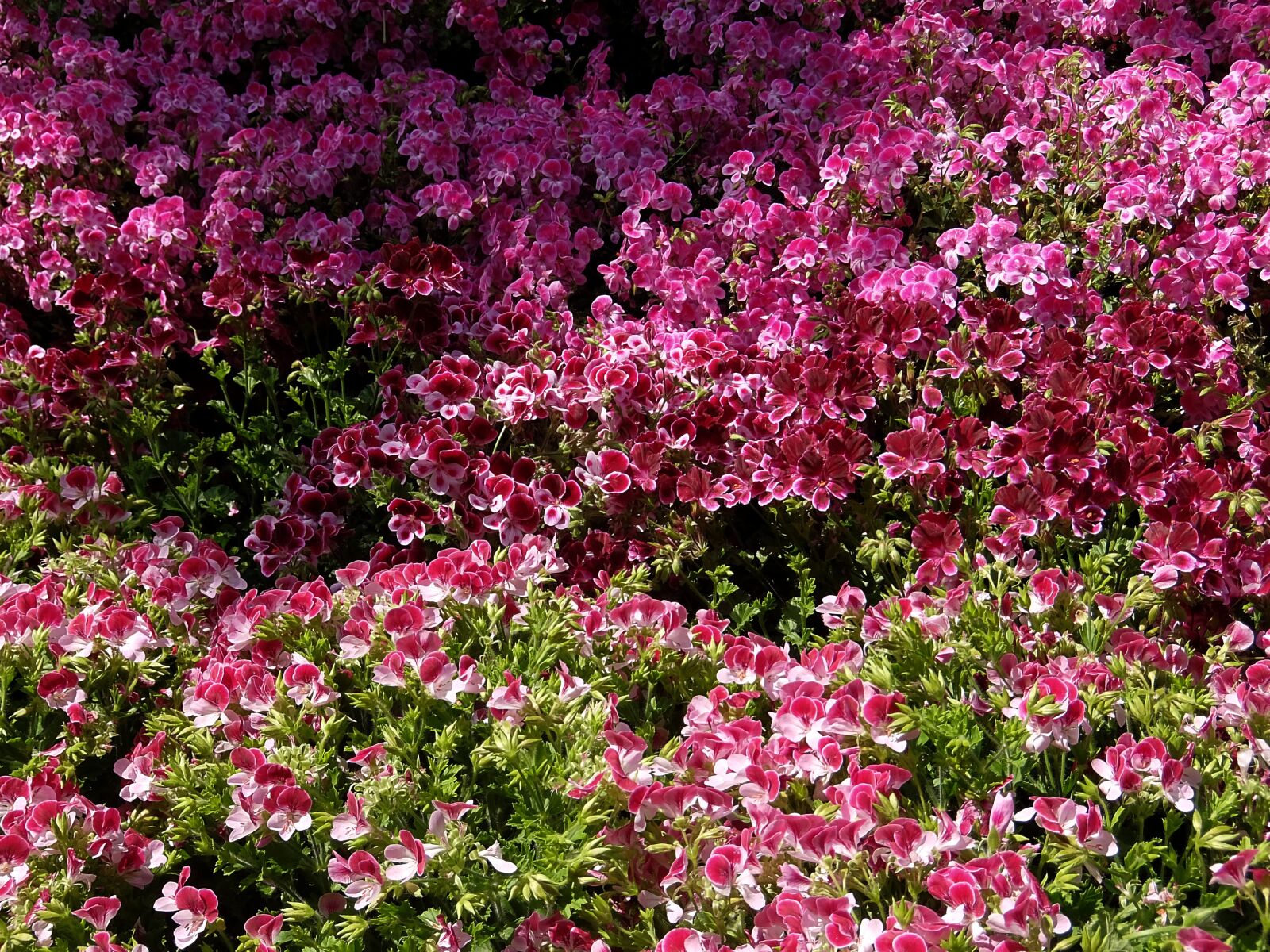 Fujifilm XQ1 sample photo. Garden, cool, flowers photography