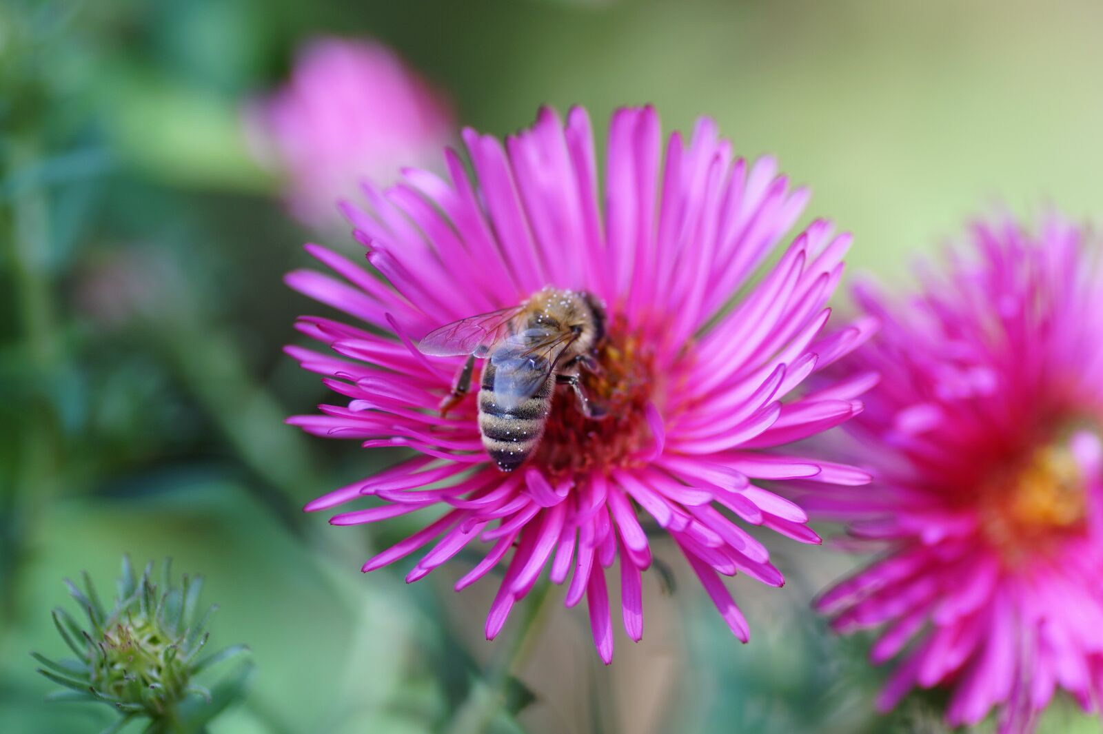 Sony SLT-A58 sample photo. Flower, pink, bee photography