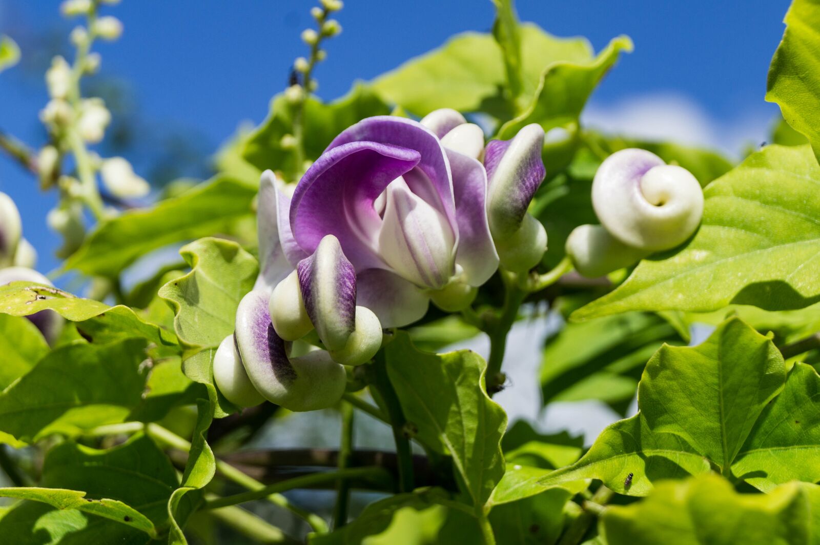 Sony SLT-A37 sample photo. Snail bean, blossom, bloom photography