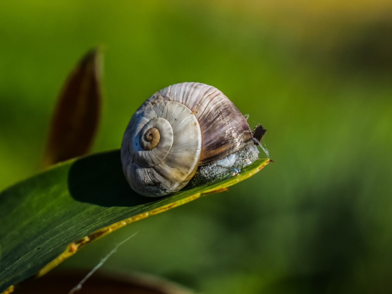 Nikon D3300 sample photo. Snail, invertebrate, nature photography