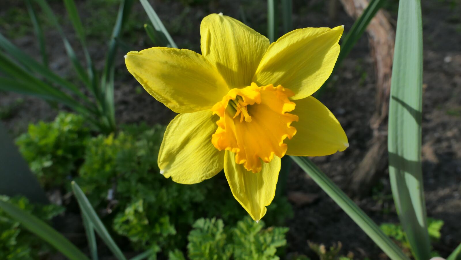 Panasonic Lumix DMC-LX10 (Lumix DMC-LX15) sample photo. Narcissus, flower, spring photography