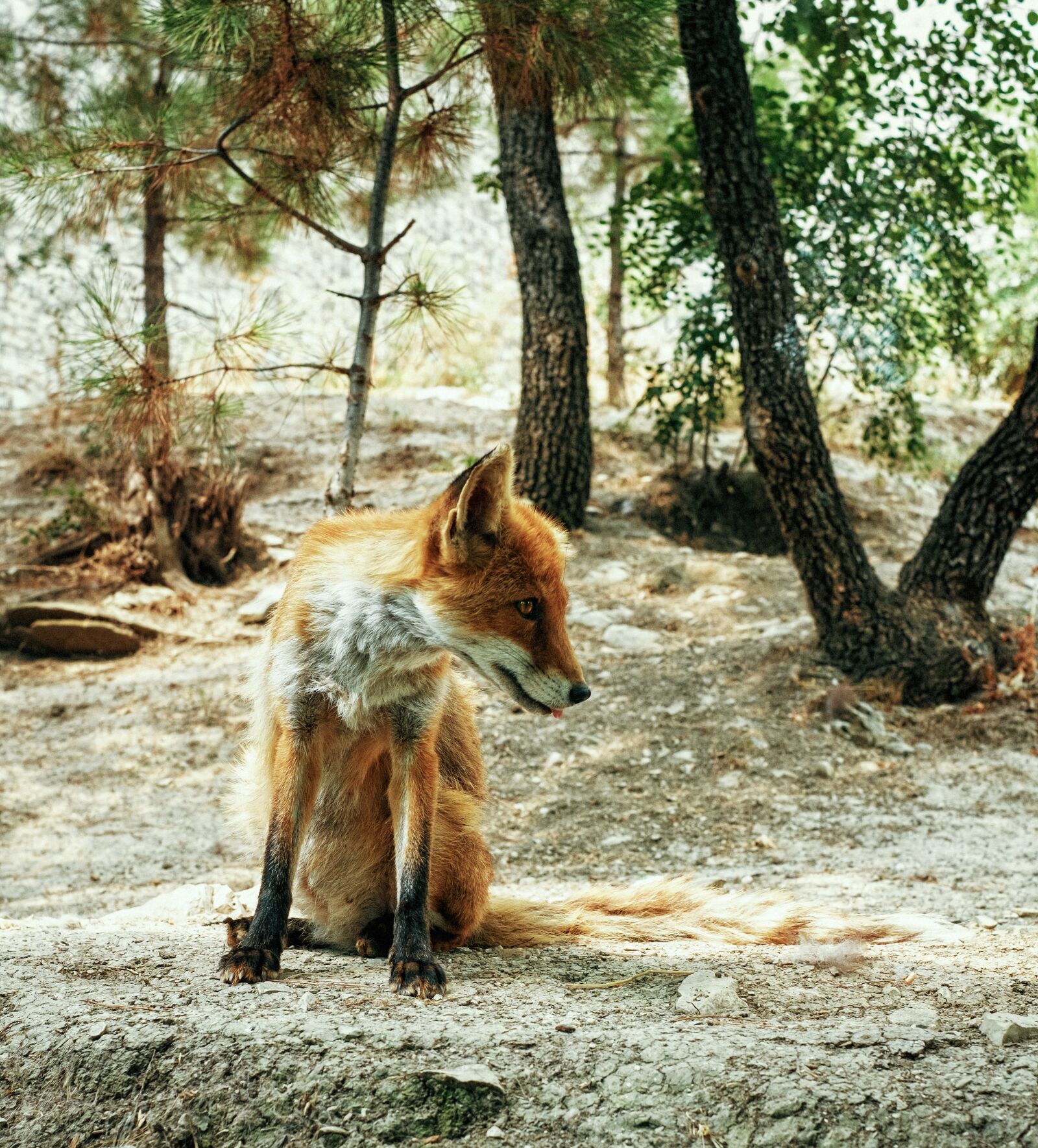 Fujifilm X-E1 + Fujifilm XF 35mm F1.4 R sample photo. Fox, forest, view photography