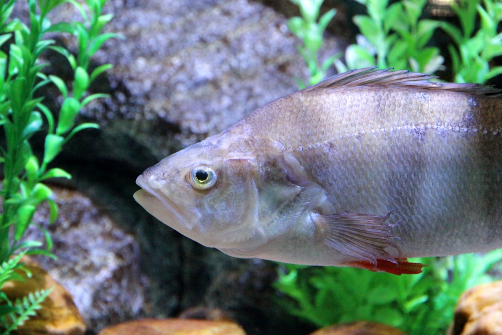 Canon EOS 650D (EOS Rebel T4i / EOS Kiss X6i) sample photo. Perch, fish, perca photography