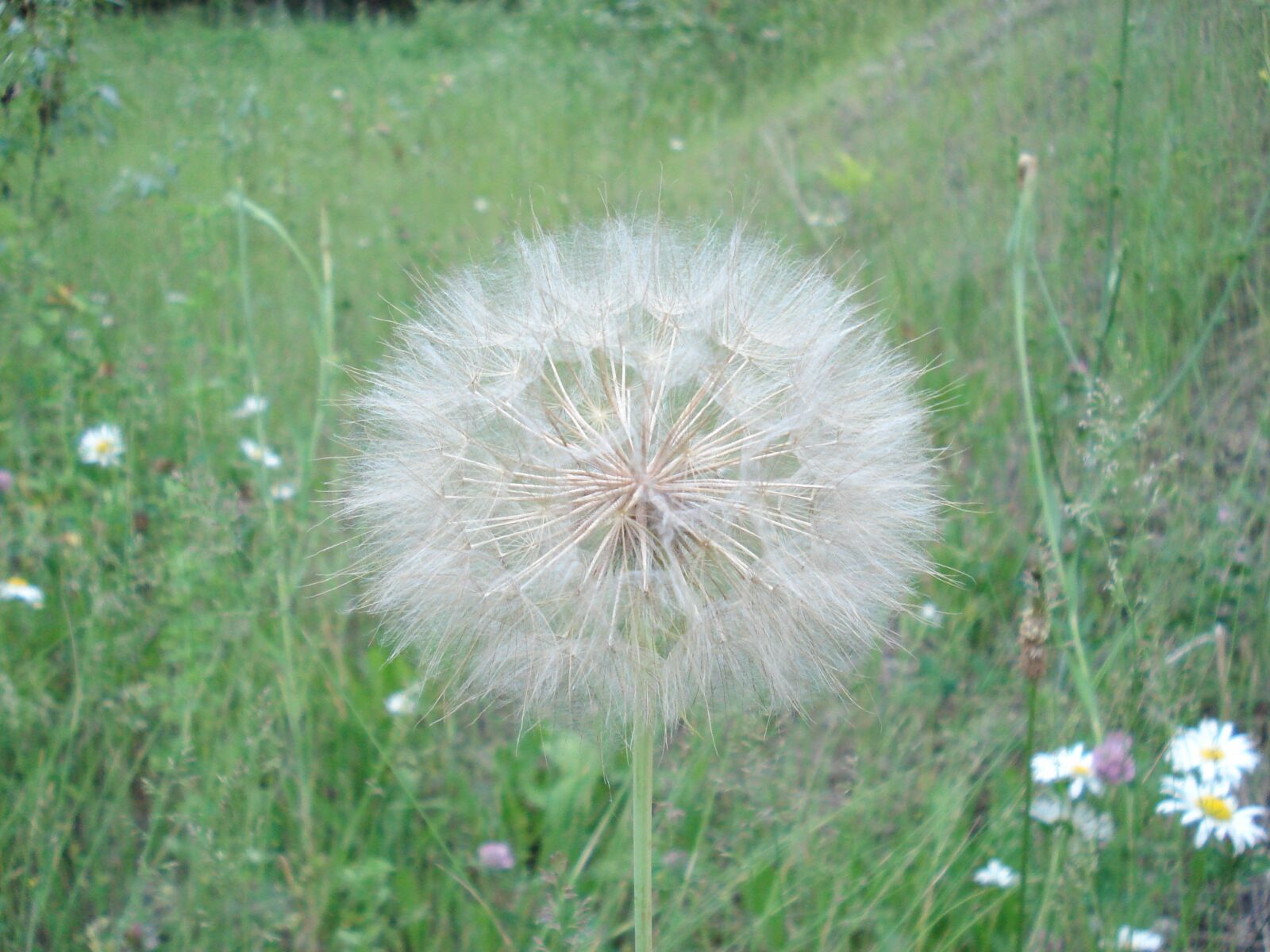 Sony DSC-W50 sample photo. Dandelion, meadow, nature photography
