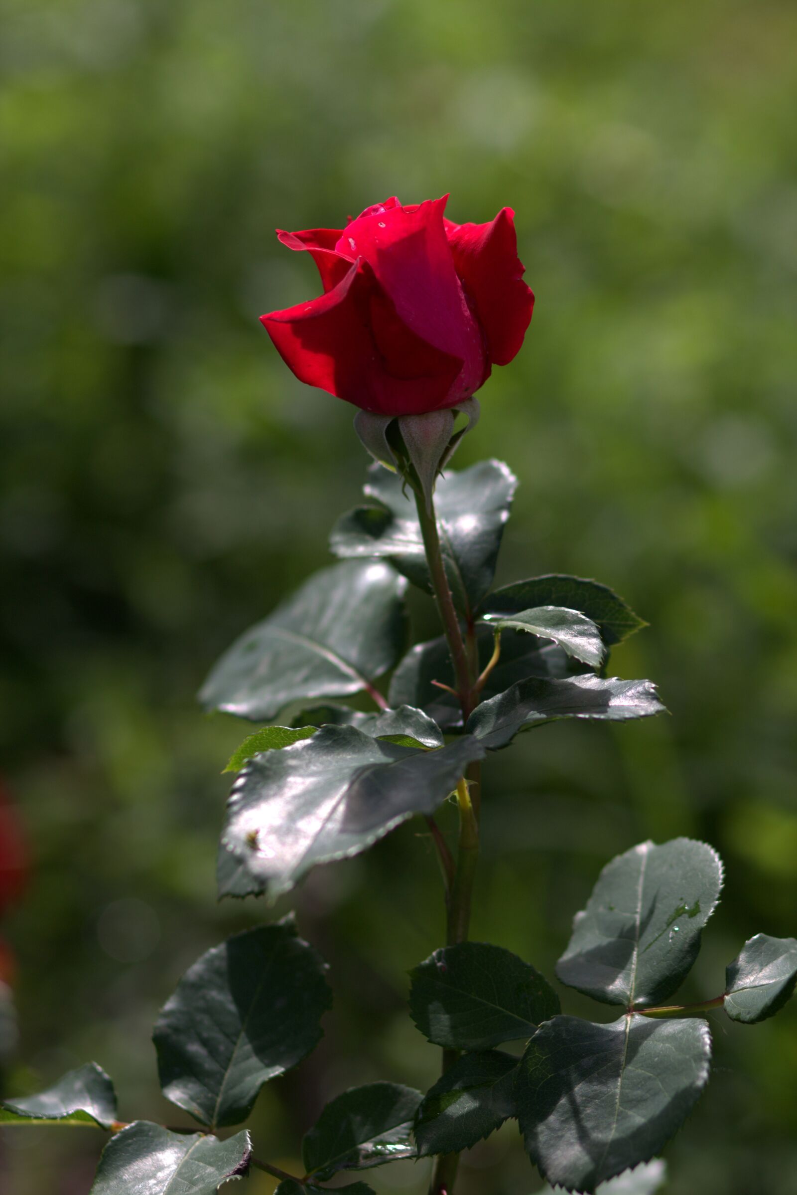 Canon EF 85mm F1.8 USM sample photo. Rose, red, flowers photography