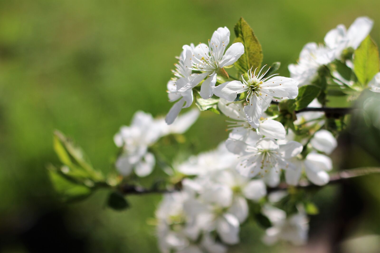 Canon EOS 650D (EOS Rebel T4i / EOS Kiss X6i) + Canon EF 50mm F1.8 II sample photo. Cherry, nature, spring photography