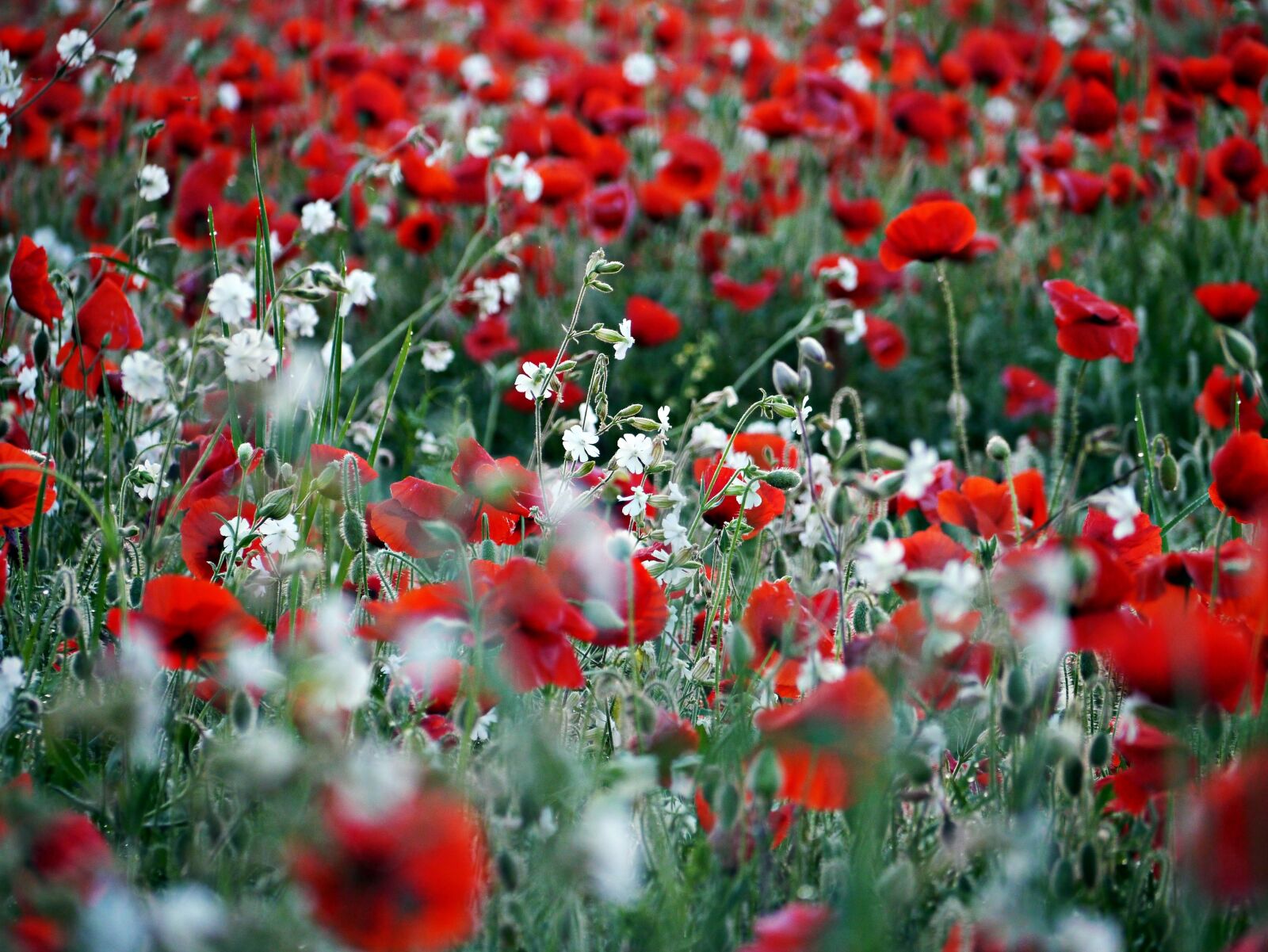 Panasonic Lumix DMC-G3 sample photo. Poppy, red, white photography