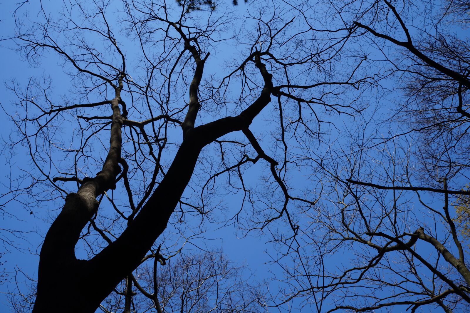 Sony Alpha a3000 + Sony E 18-55mm F3.5-5.6 OSS sample photo. China, home, tree photography