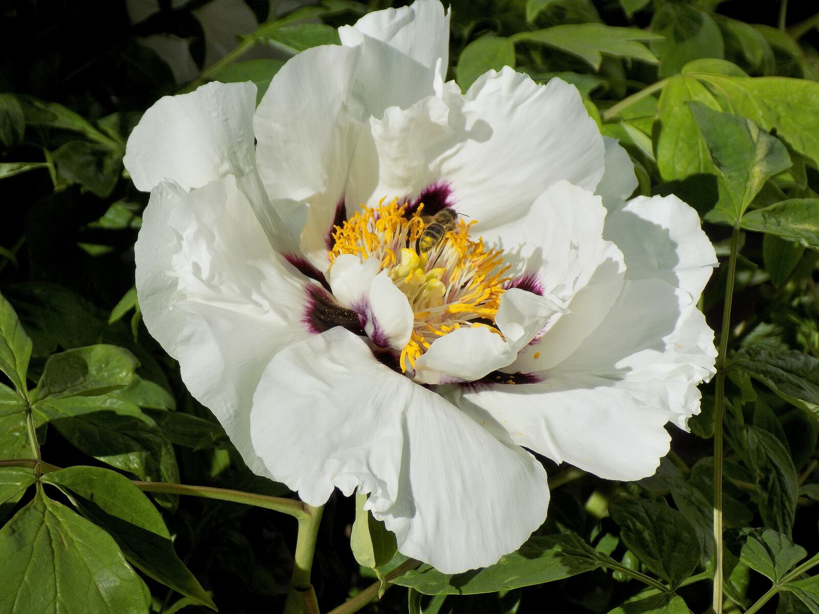 Nikon COOLPIX L330 sample photo. Peony, flower, nature photography