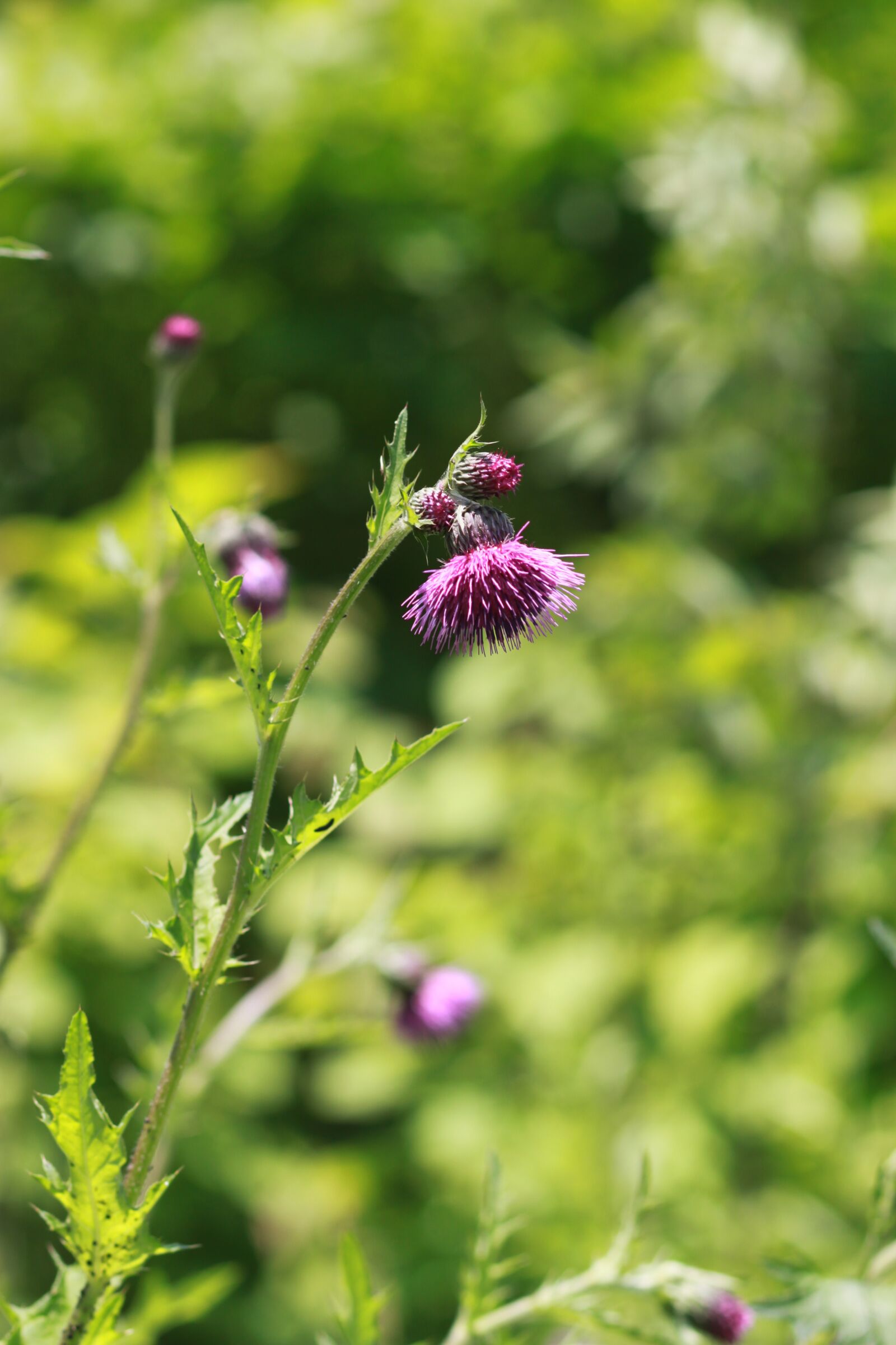 Canon EOS 500D (EOS Rebel T1i / EOS Kiss X3) sample photo. Flowers, behold, nature photography