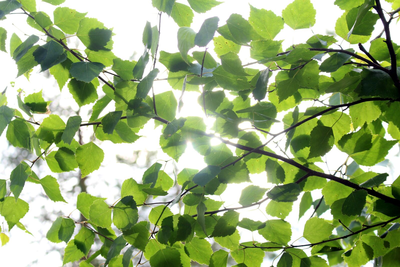 Canon EOS 700D (EOS Rebel T5i / EOS Kiss X7i) sample photo. Summer, leaf, foliage photography