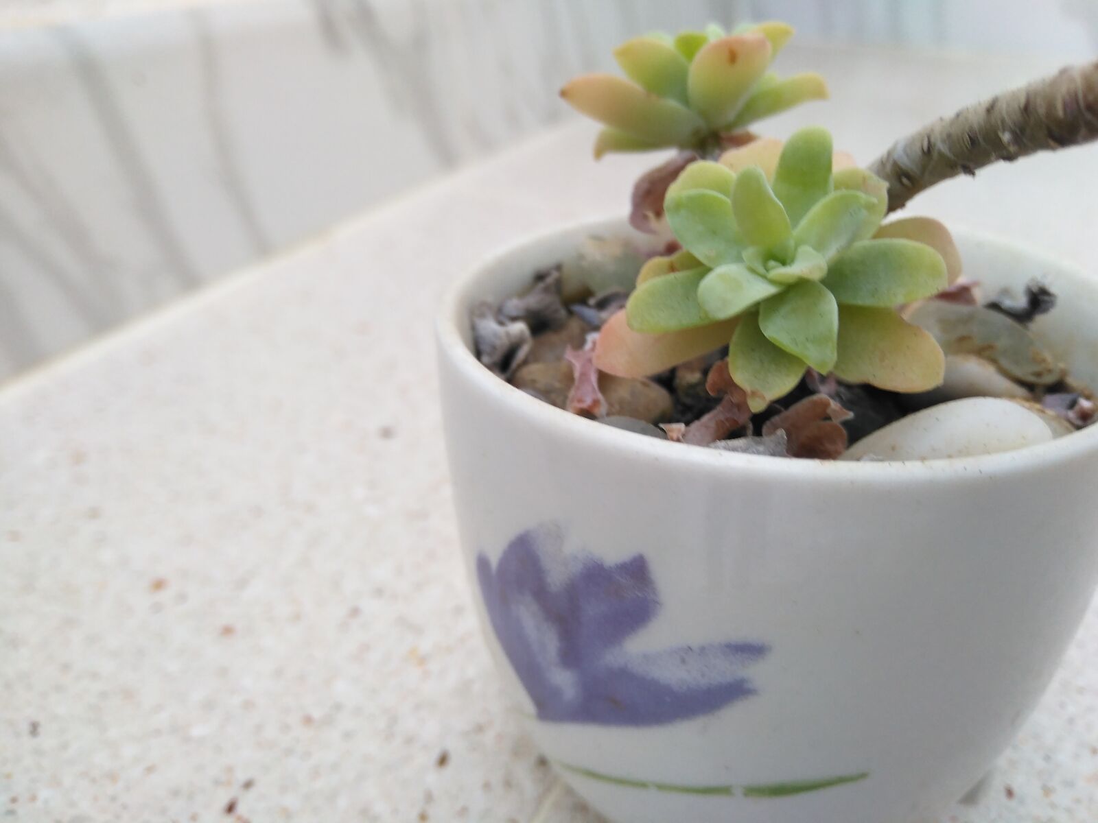 HUAWEI DUB-LX1 sample photo. Plant, nature, plants photography