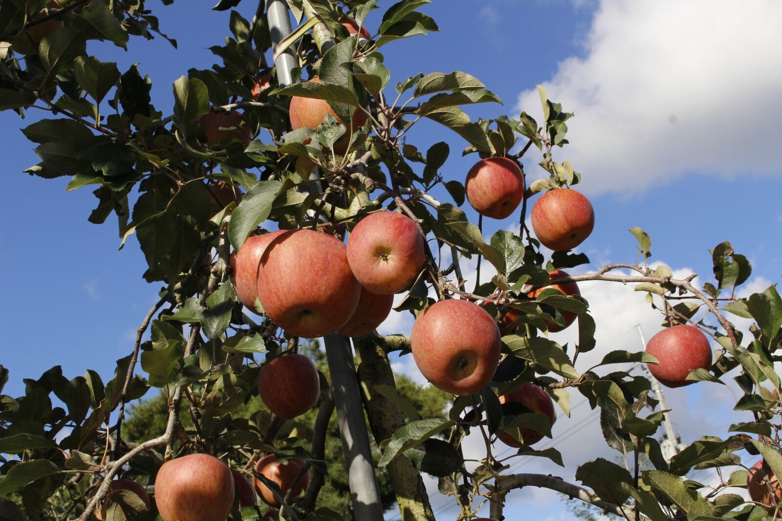 Canon EOS 100D (EOS Rebel SL1 / EOS Kiss X7) sample photo. Apple, fruit, the farm photography
