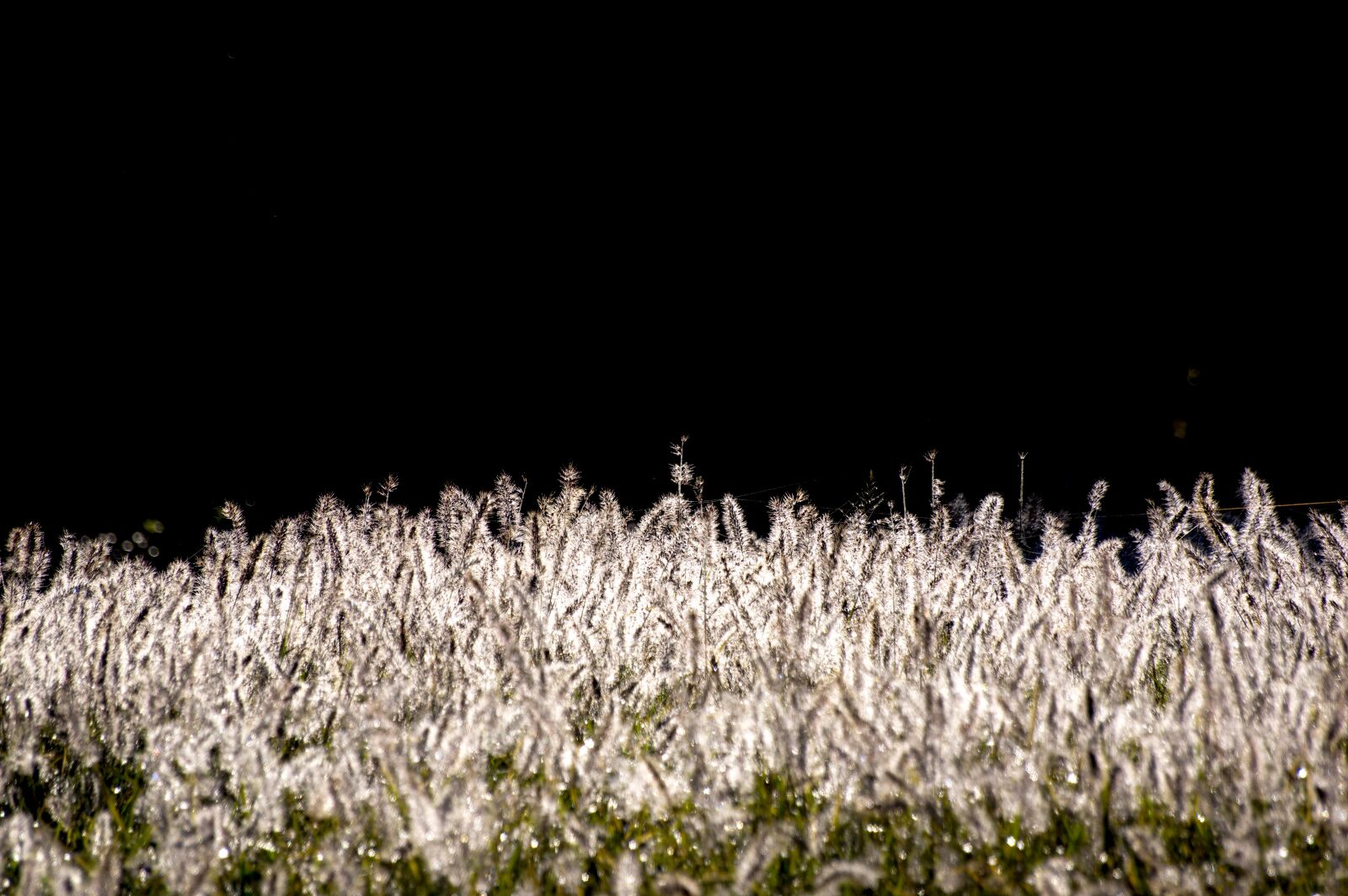 Pentax K-3 sample photo. Japan, plant, ear photography