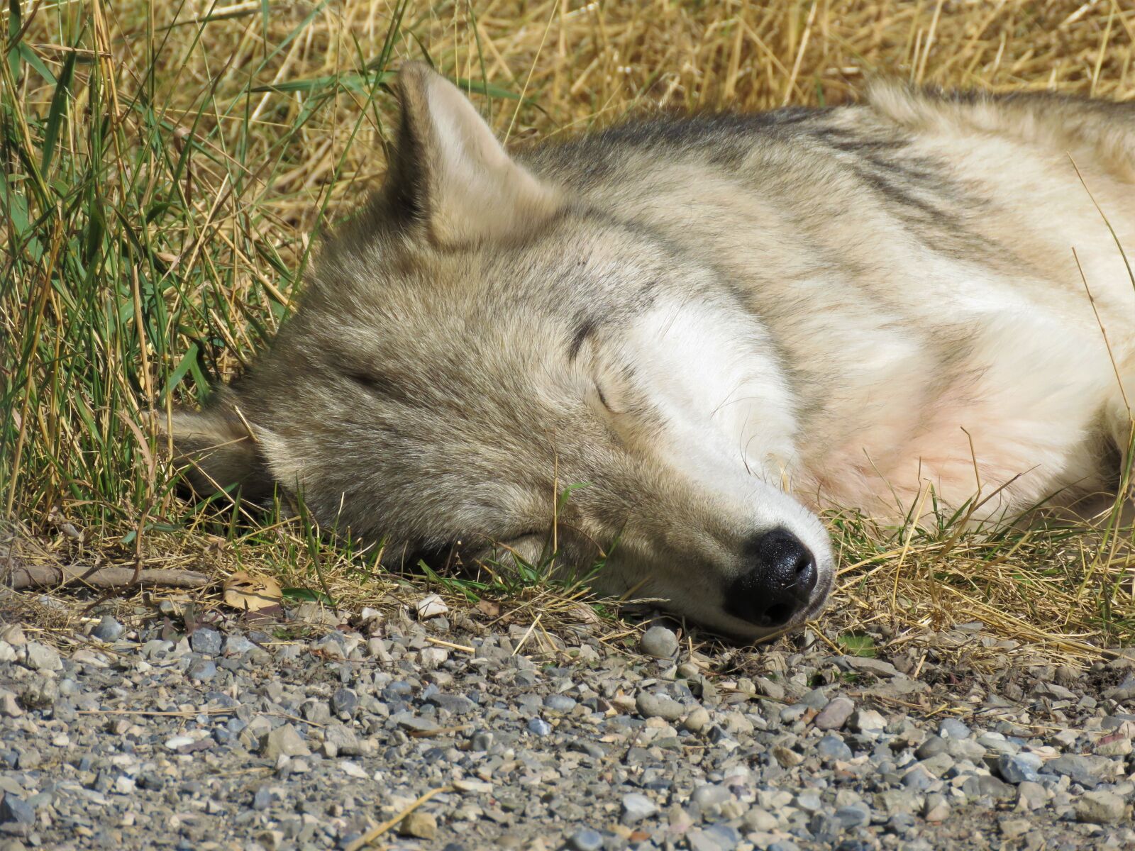 Canon PowerShot SX60 HS sample photo. Wolfdog, wolf, dog photography
