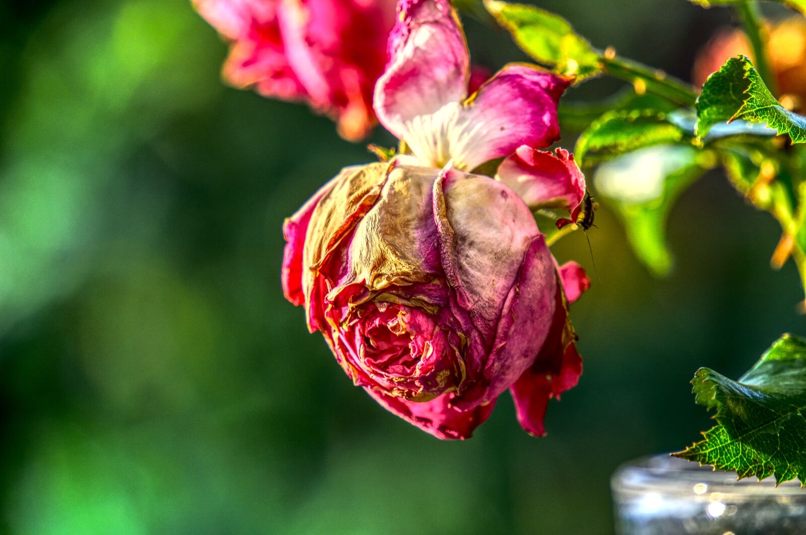 Sony a6000 sample photo. Rose, blossom, bloom photography