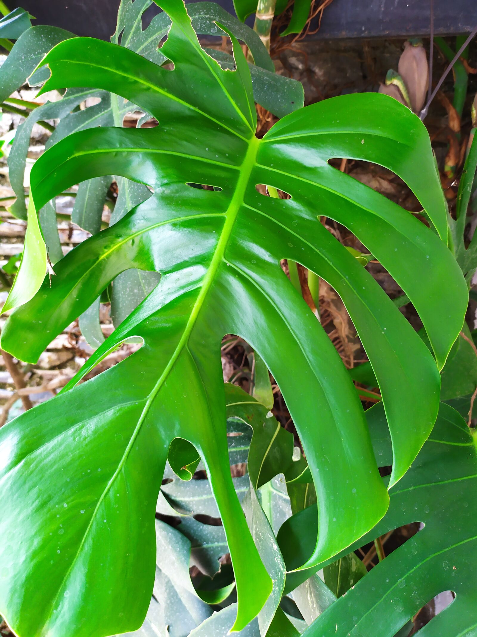 Xiaomi Redmi Note 7 sample photo. Plant, garden, green photography