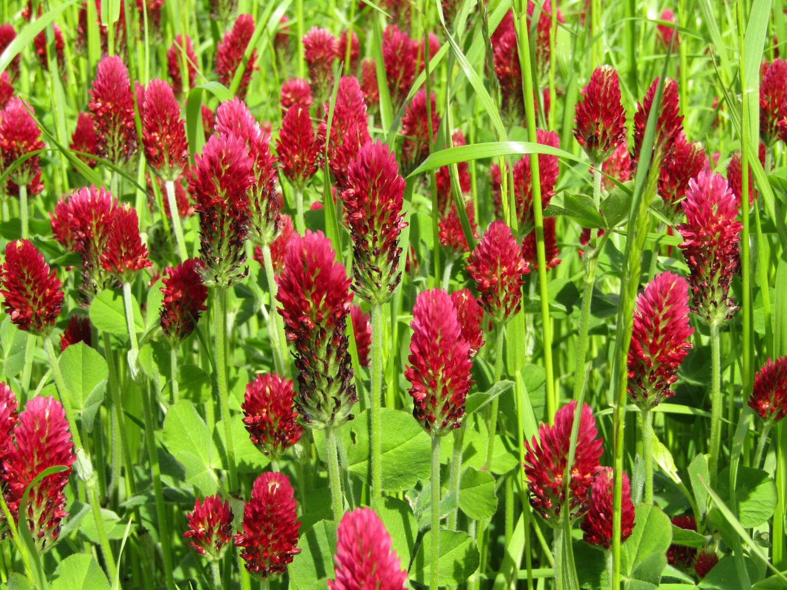 Canon POWERSHOT SX432 IS sample photo. Klee, field, meadow photography