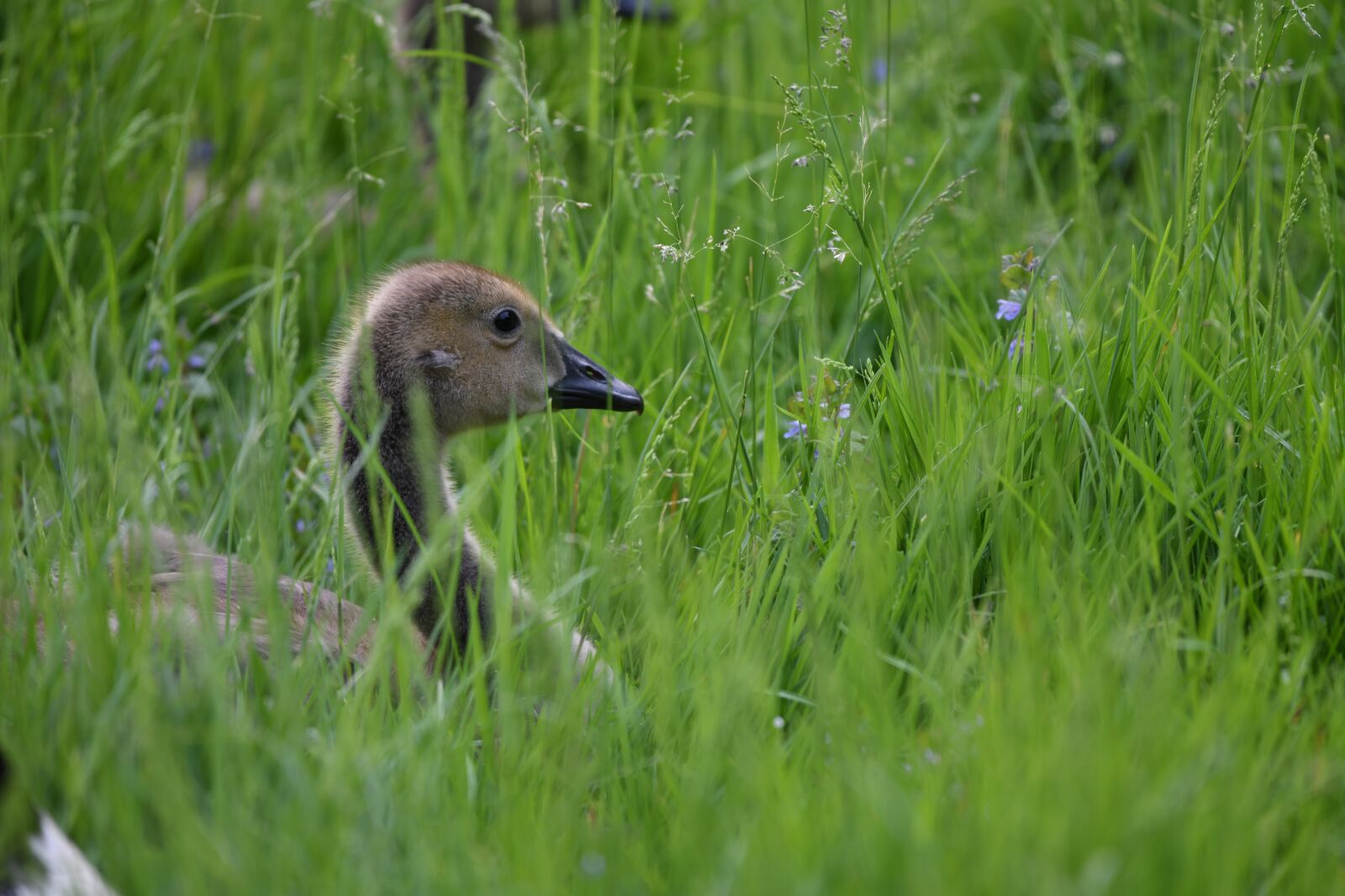 Nikon D850 sample photo. Gosling, goose, baby photography