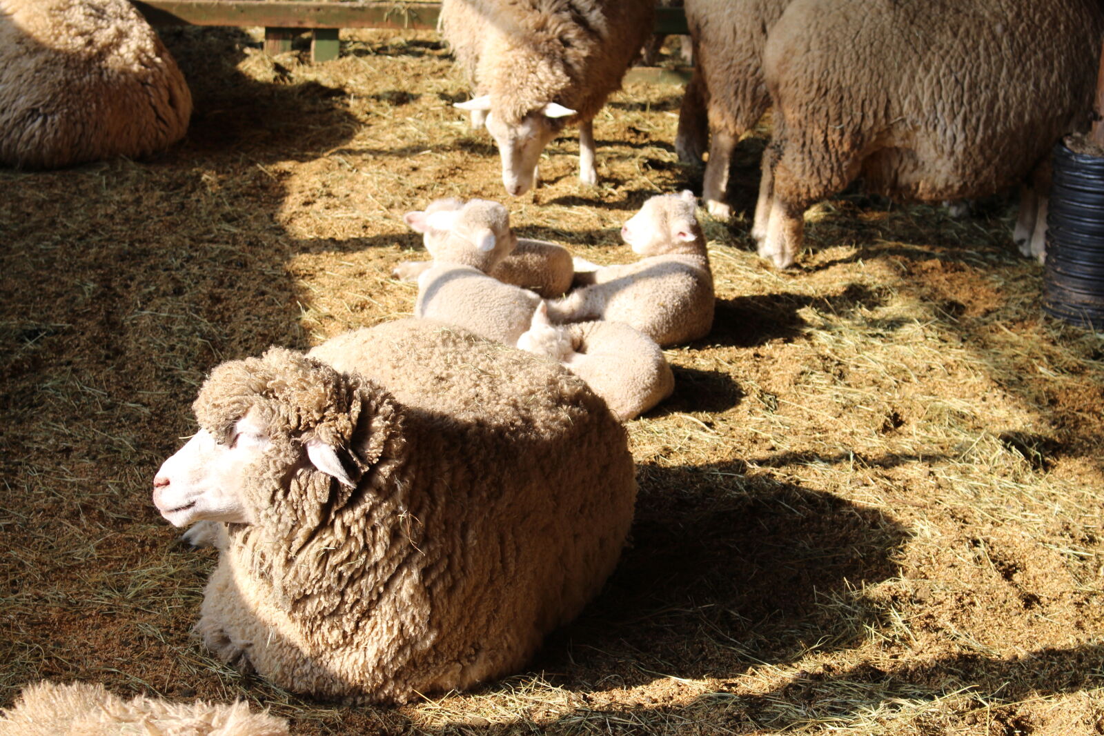 Canon EOS 700D (EOS Rebel T5i / EOS Kiss X7i) sample photo. Korea, sheep, sheep, ranch photography